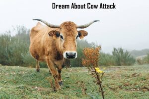 Cow Attack In Dream Meaning Interpretation