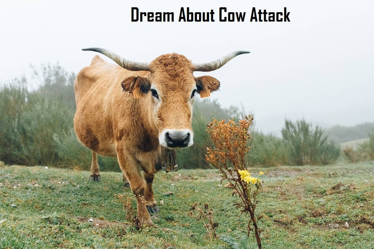 cow-attack-in-dream-meaning-interpretation