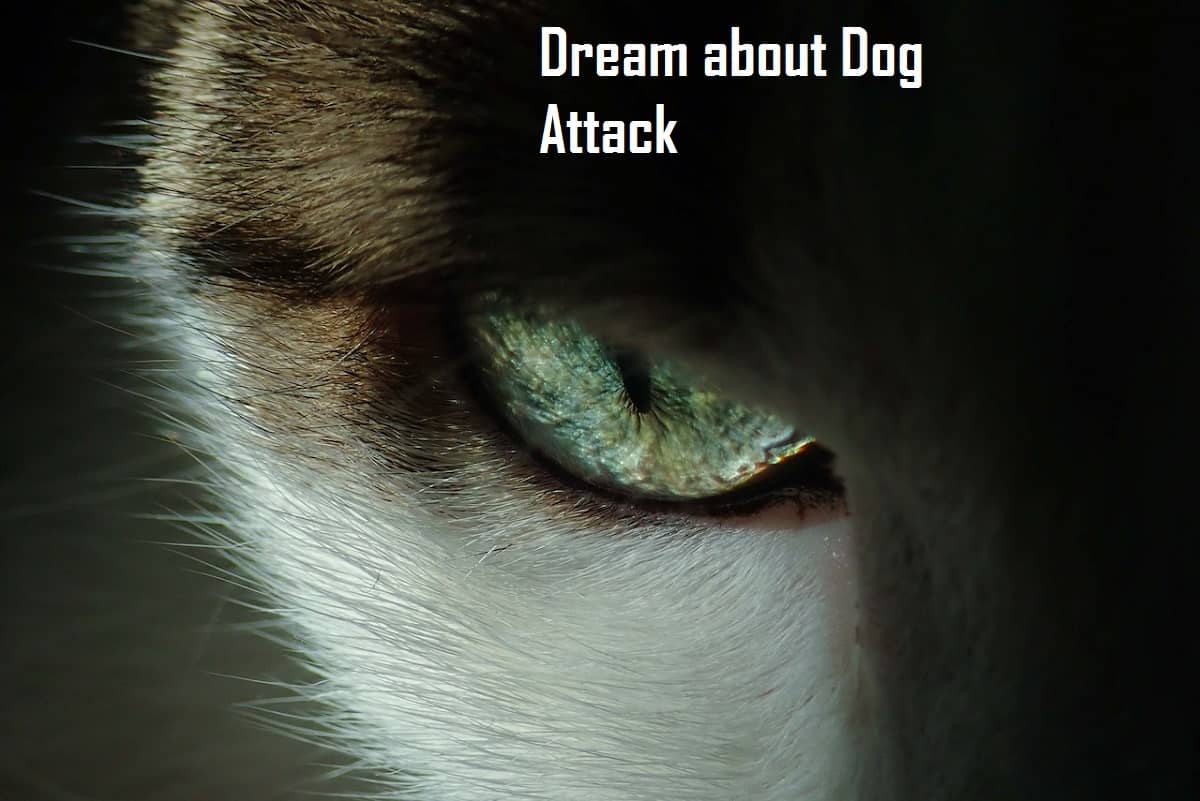 Dog Bite In Dream Meaning Interpretation