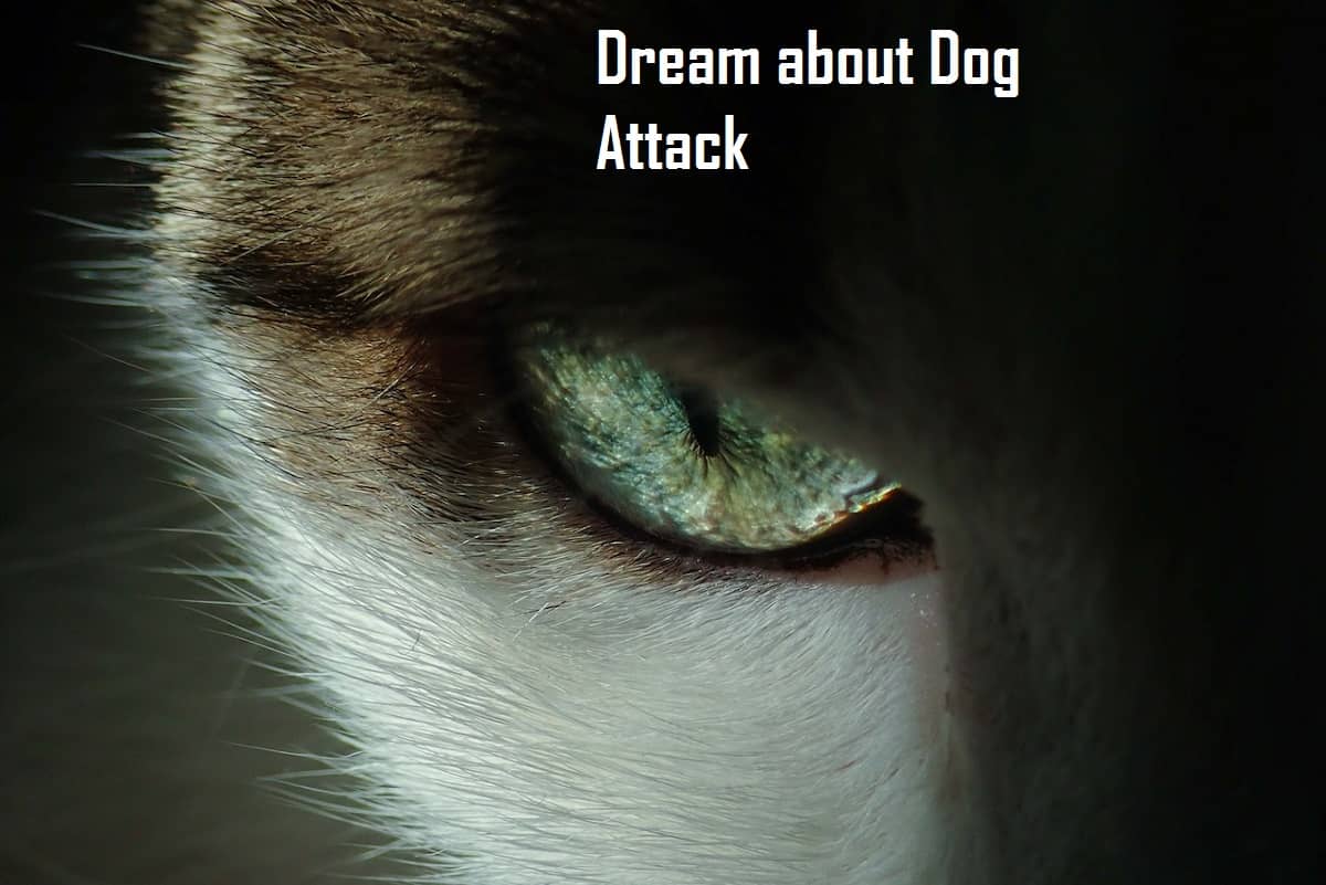 dog-bite-in-dream-meaning-interpretation