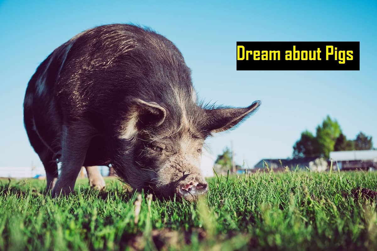 Pigs In Dream