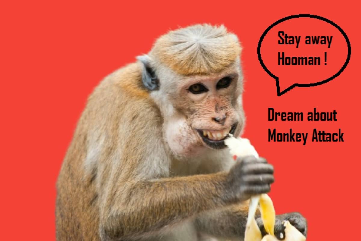 Monkey Attack In Dream Meaning Interpretation