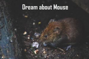 Mouse In Dream Meaning Interpretation