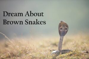 Brown Snake In Dream Meaning Interpretation