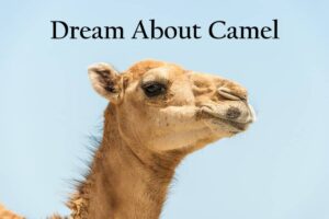 Camel In Dream Meaning Interpretation