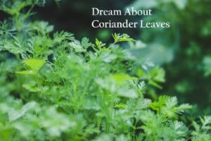 Coriander Leaves In Dream Meaning Interpretation