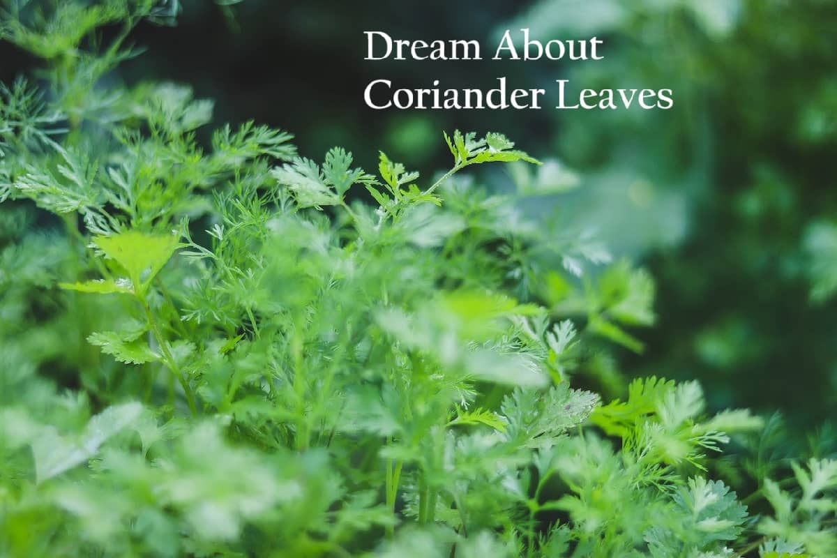 coriander-leaves-in-dream-meaning-interpretation