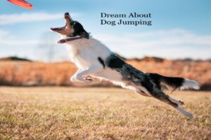 Dog Jumping In Dream Meaning Interpretation