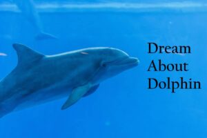 Dolphin In Dream Meaning Interpretation