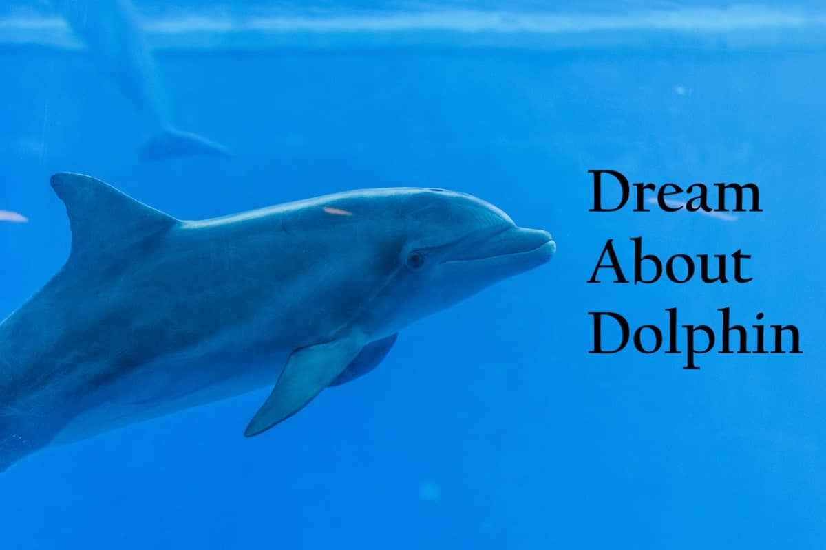 Dolphin In Dream Meaning Interpretation