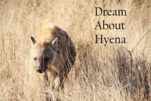 Hyena In Dream Meaning Interpretation