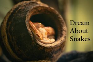 Lots of Snakes In Dream Meaning Interpretation