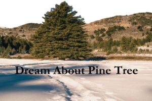 Pine Tree In Dream Meaning Interpretation