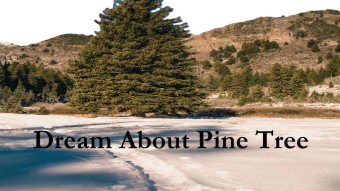 pine-tree-in-dream-meaning-interpretation