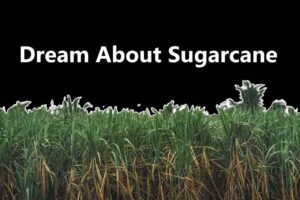 Sugarcane In Dream Meaning Interpretation