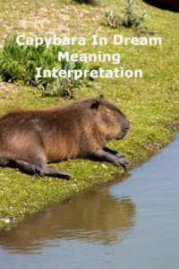 Capybara In Dream Meaning Interpretation