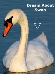 Swan In Dream